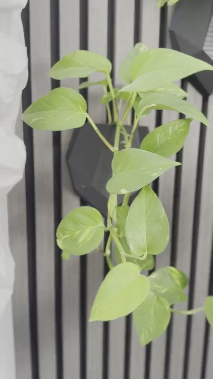 Blumentopf für Akustikpaneele